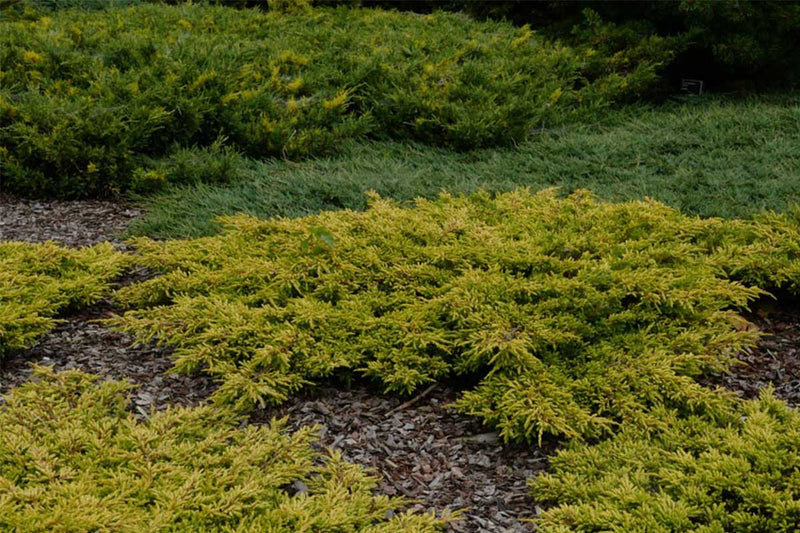 Juniperus 'Goldschatz'