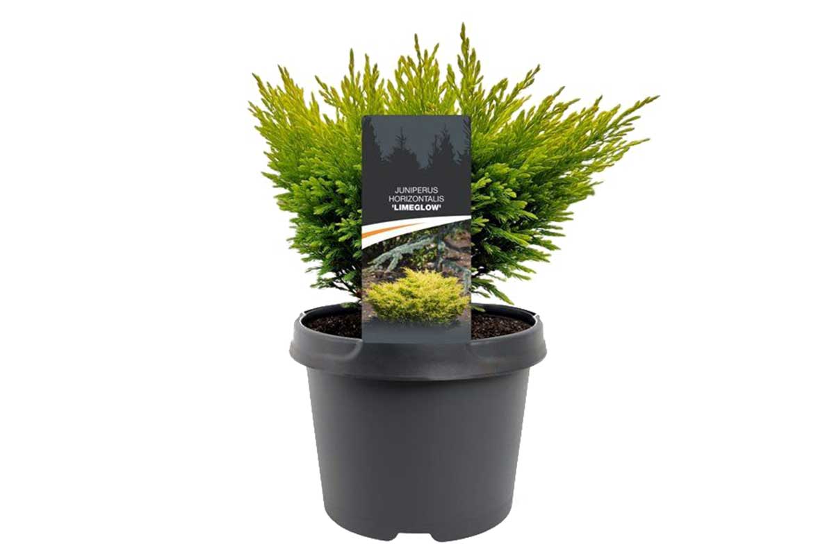 Juniperus 'limeglow'™ 19cm