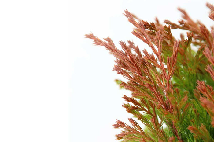 Juniperus 'limeglow'™