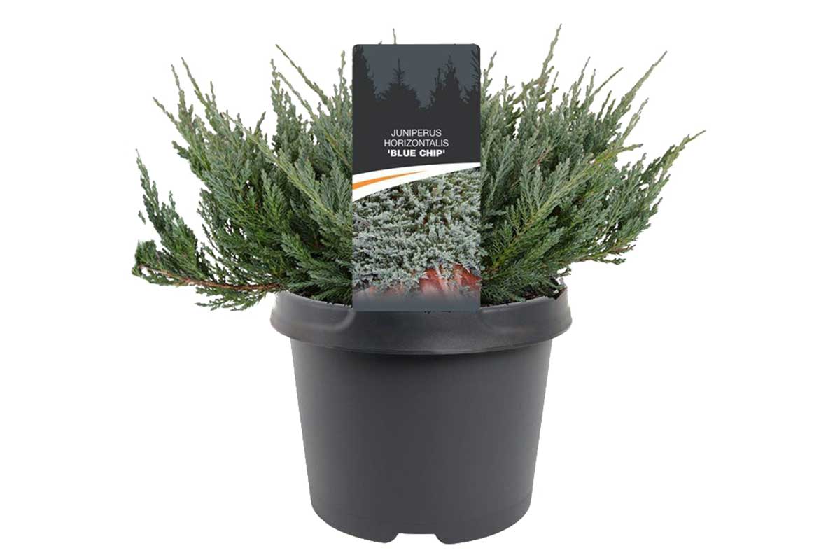 Juniperus 'blue chip' 19cm