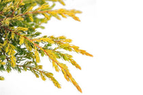 
                  
                    Juniperus 'Goldschatz'
                  
                