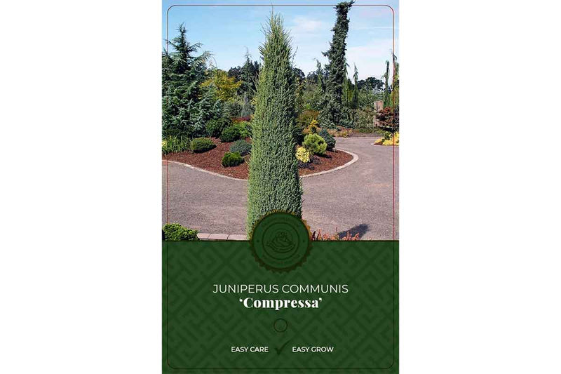 Juniperus 'Compressa' 19cm