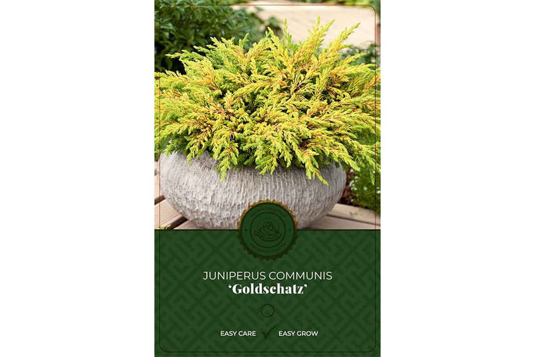 Juniperus 'Goldschatz'