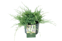 
                  
                    Juniperus horizontalis 'Agnieszka'
                  
                