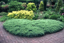 
                  
                    Juniperus horizontalis 'Agnieszka'
                  
                