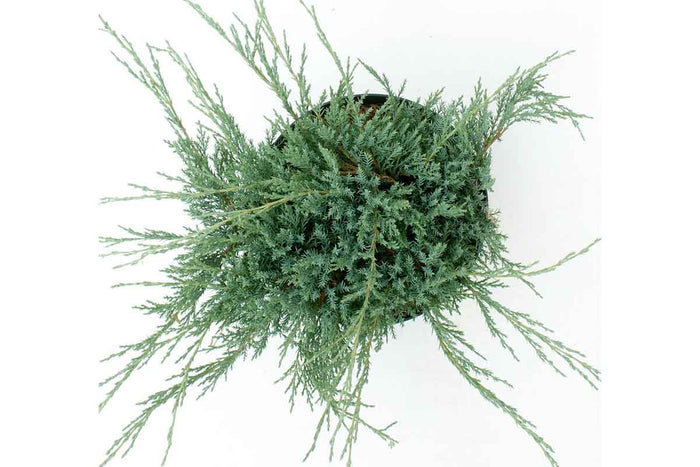 Juniperus horizontalis 'Agnieszka'