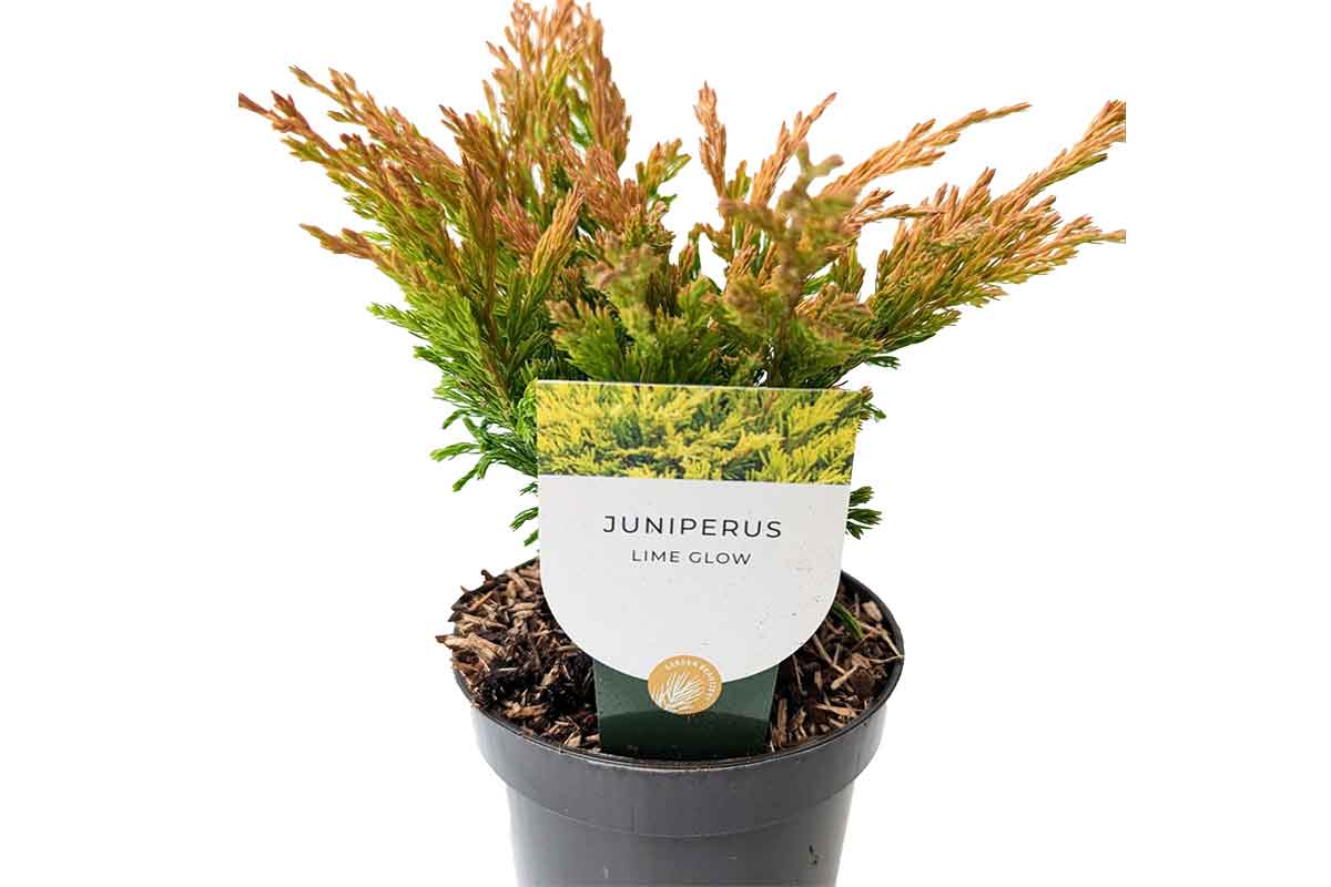 Juniperus 'limeglow'™ 10.5cm