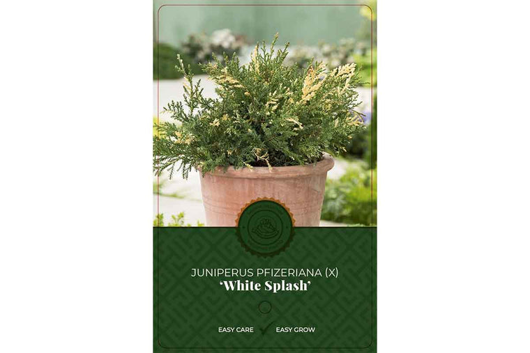 Juniperus 'White Splash' 19cm