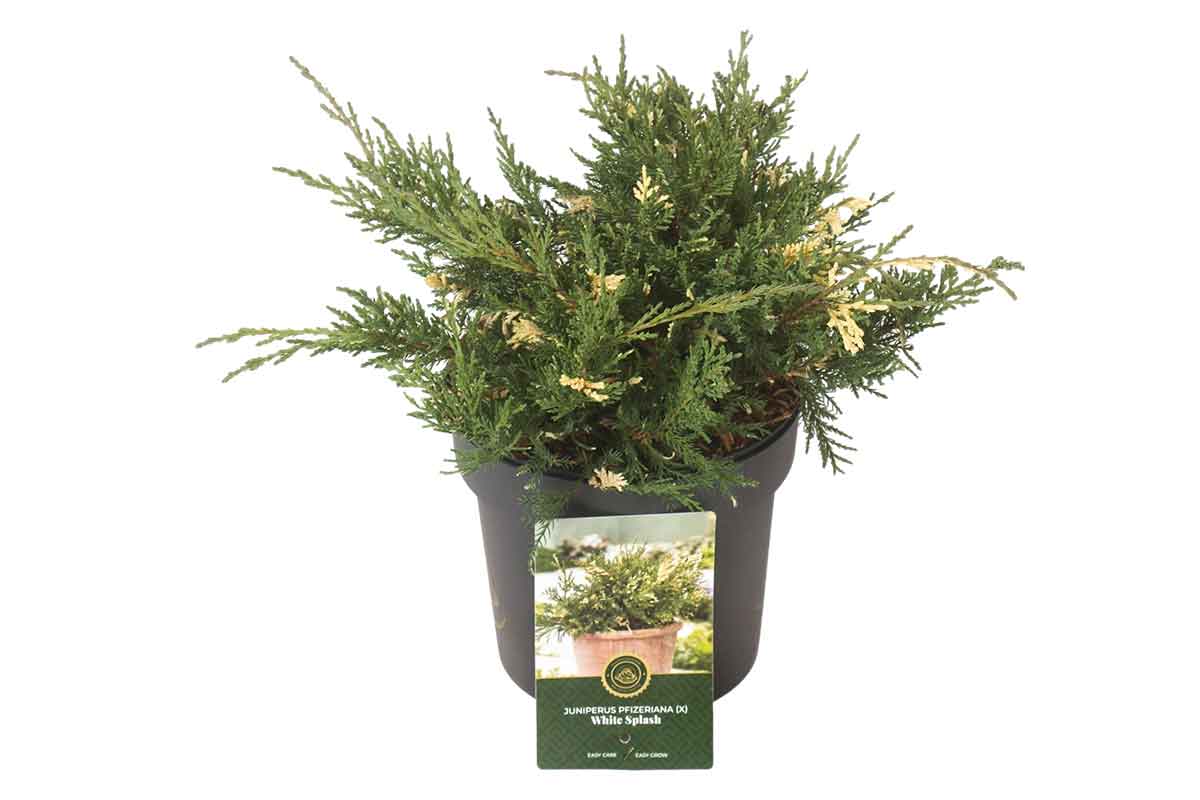 Juniperus 'White Splash' 19cm