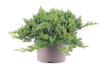 
                  
                    Juniperus procumbens 'nana' 17cm
                  
                
