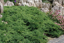 
                  
                    Juniperus procumbens 'nana'
                  
                