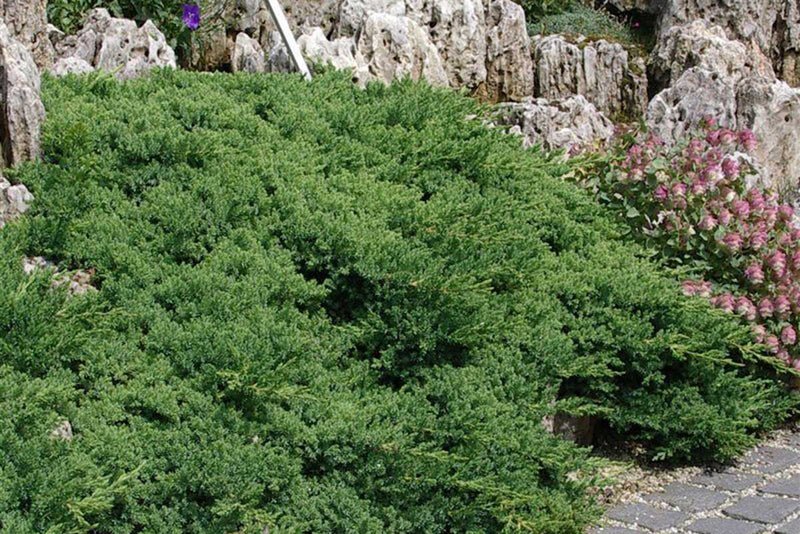Juniperus procumbens 'nana' 19cm