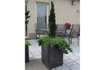 
                  
                    Juniperus procumbens 'nana'
                  
                