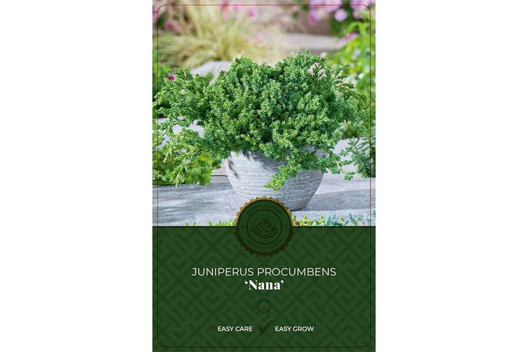 Juniperus procumbens 'nana' 19cm