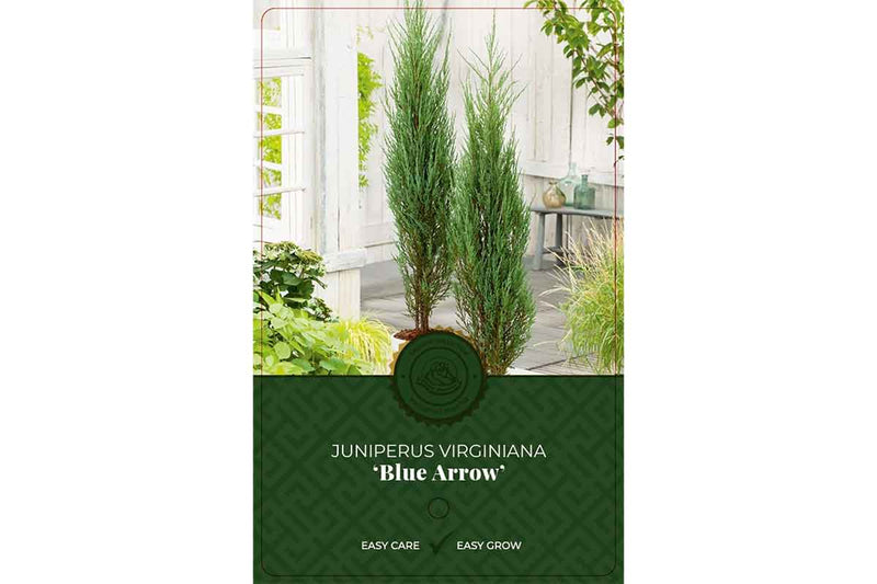 Juniperus 'blue arrow' 19cm