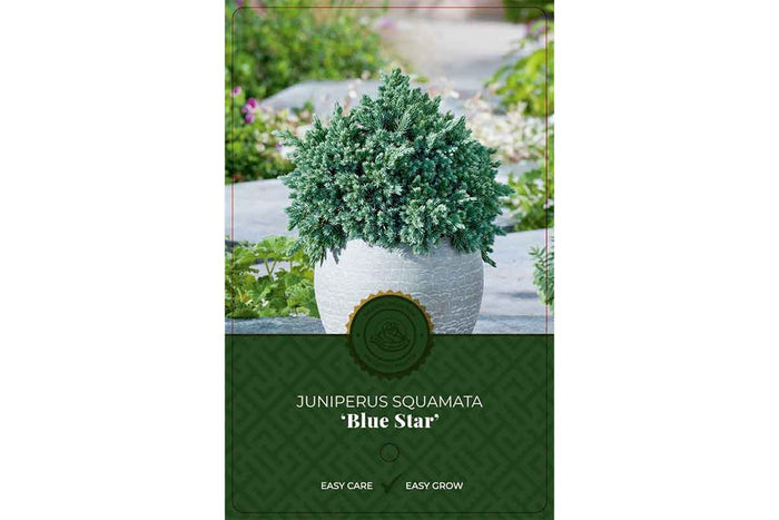 Juniperus 'blue star' 19cm