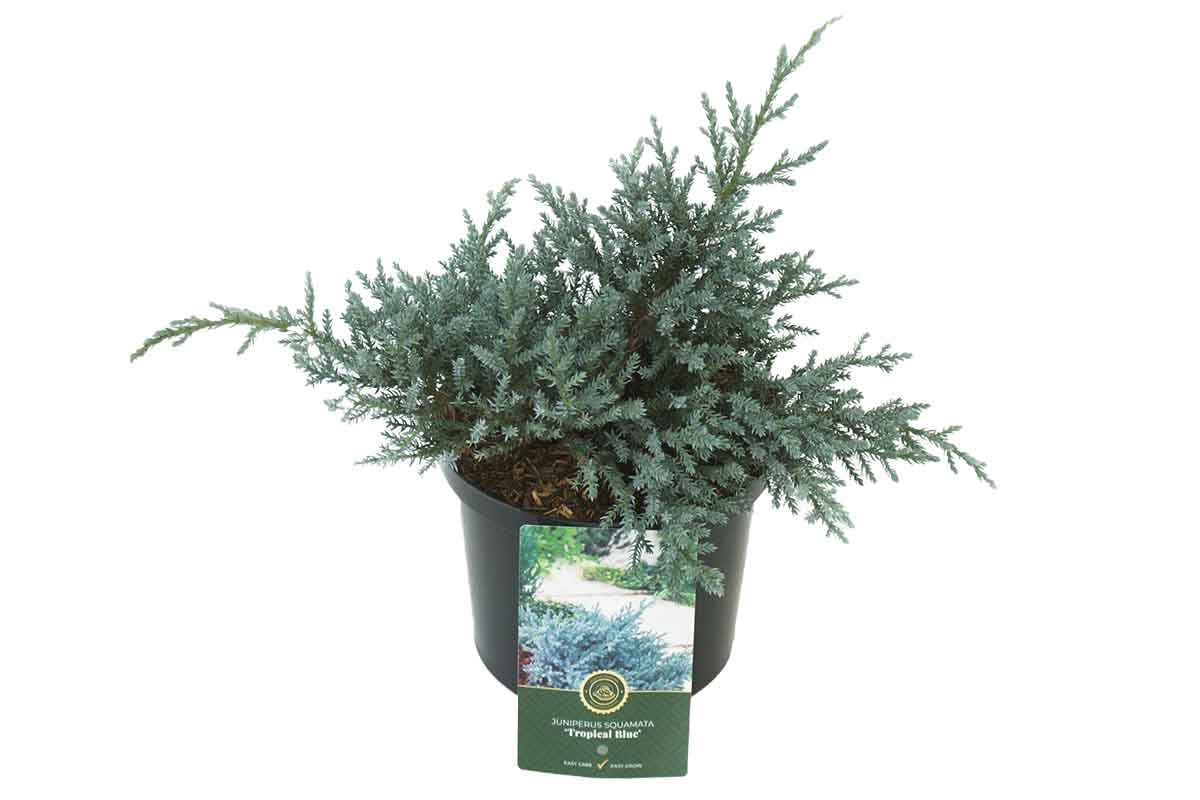 Juniperus 'Tropical Blue' 19cm