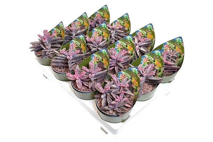 Kalanchoe cv. 'pink butterflies' 6.5cm