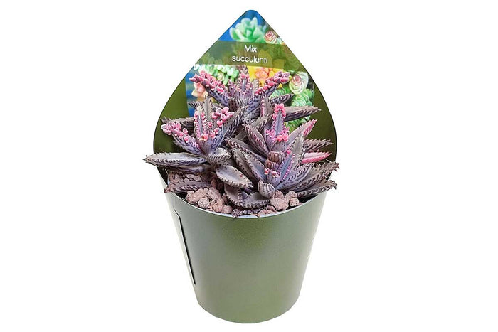 Kalanchoe cv. 'pink butterflies' 6.5cm