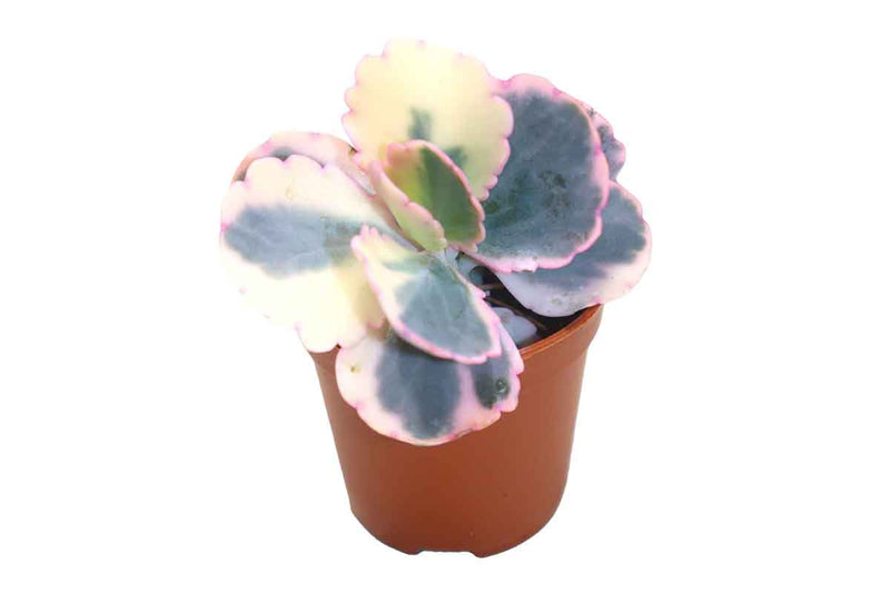 Kalanchoe Fedtschenkoi Variegata 5.5cm