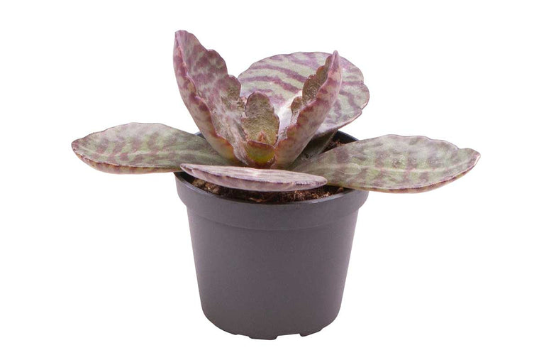 Kalanchoe humilis 6cm