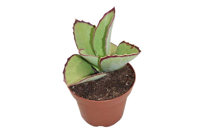 Kalanchoe synsepala 8.5cm