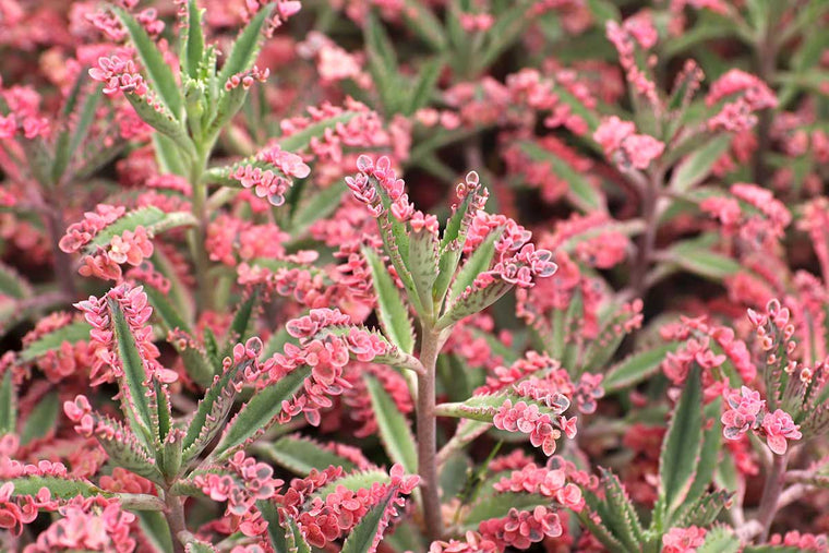 Kalanchoe cv. 'pink butterflies'