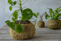 
                  
                    Kokedama ball Large(JP006)
                  
                
