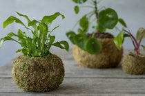 
                  
                    Kokedama ball Medium(JP005)
                  
                