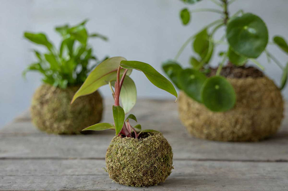 
                  
                    Kokedama ball Small(JP004)
                  
                