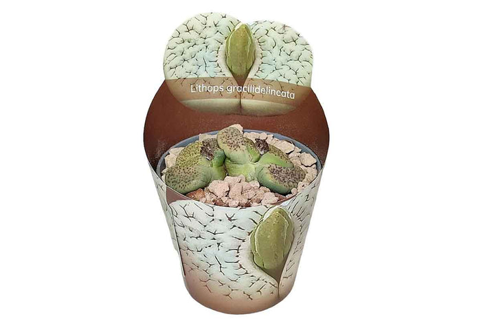 Lithops gracilidelineata 6.5cm