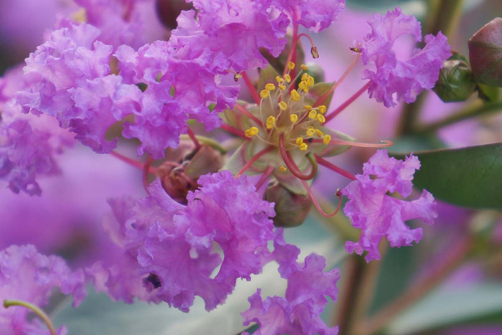 
                  
                    Lagerstroemia 'With Love Eternal '®
                  
                