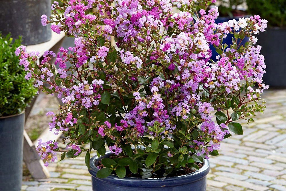 
                  
                    Lagerstroemia 'With Love Eternal '®
                  
                