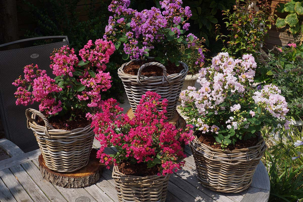 
                  
                    Lagerstroemia 'With Love Eternal '®
                  
                