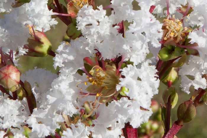 Lagerstroemia 'With Love Virgin'®