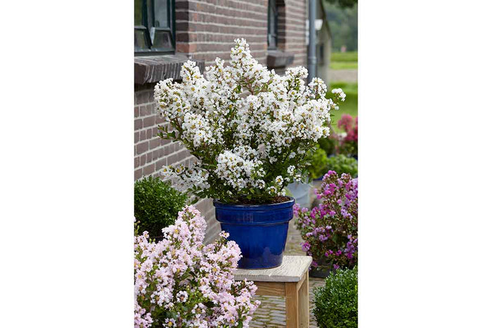 Lagerstroemia 'With Love Virgin'®