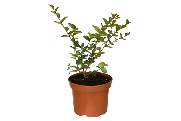 Lagerstroemia 'With Love Kiss'® 19cm