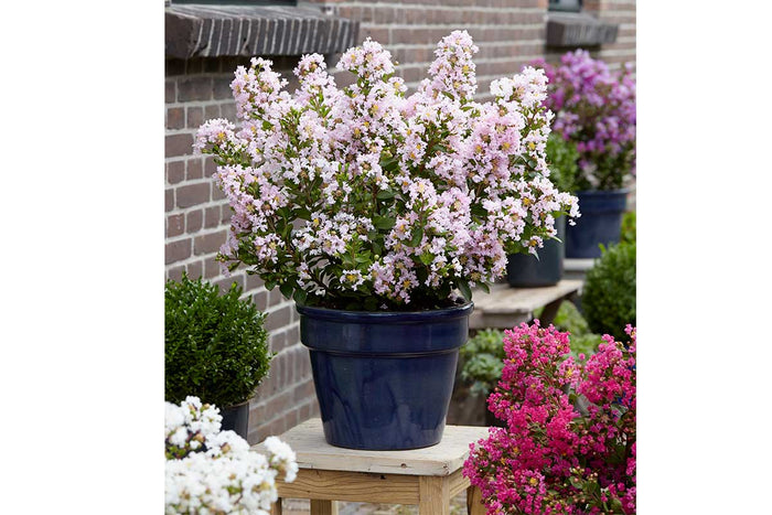 Lagerstroemia 'With Love Babe'® 19cm