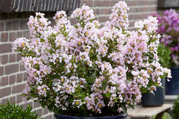 Lagerstroemia 'With Love Babe'® 19cm