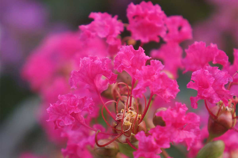 Lagerstroemia 'With Love Kiss'®
