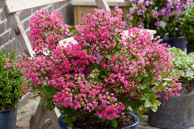 Lagerstroemia 'With Love Kiss'® 19cm