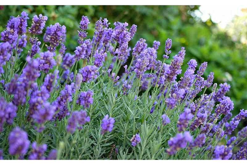 Lavandula 'Phenomenal'®
