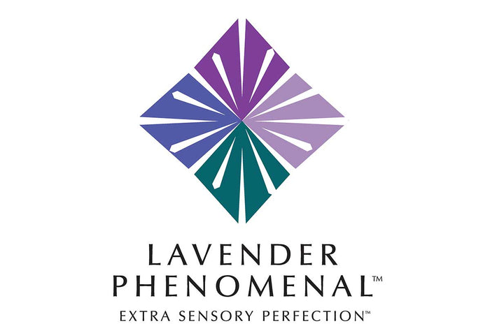 Lavandula 'Phenomenal'®