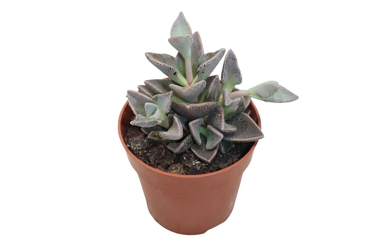 Lenophyllum guttatum 8.5cm