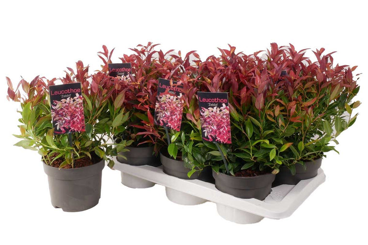 Leucothoe 'zeblid'® 17cm