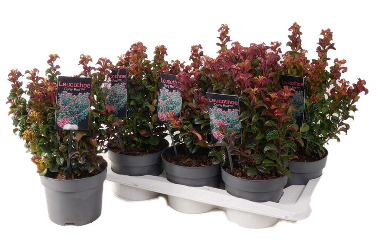 Leucothoe 'curly red'® 17cm