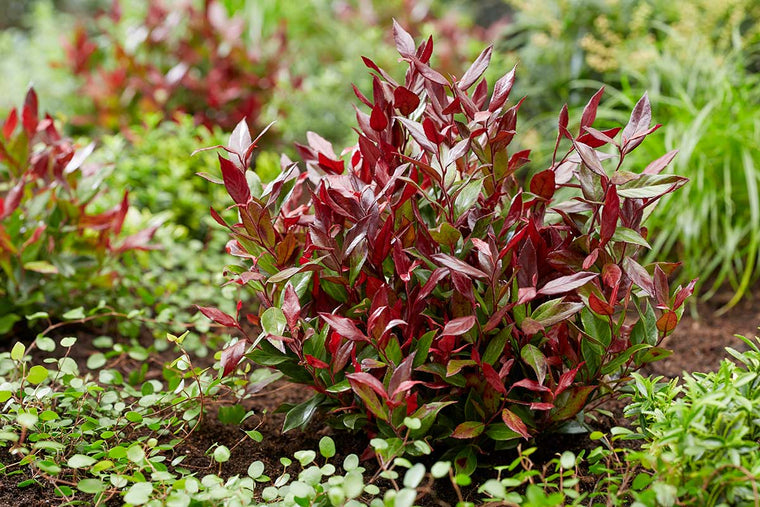 Leucothoe 'little flames'®