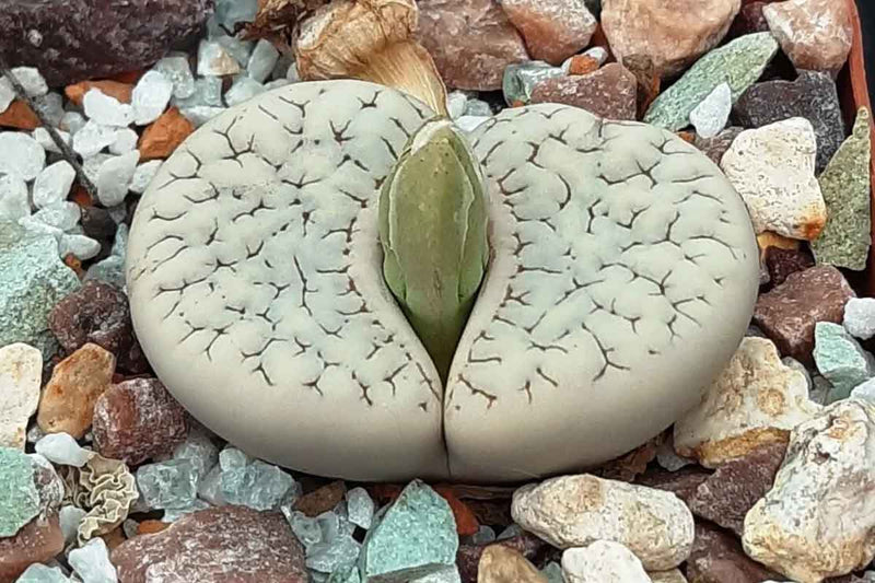 Lithops gracilidelineata