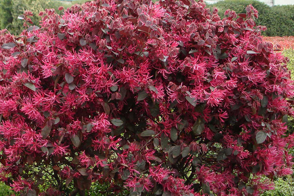 
                  
                    Loropetalum ‘black pearl’®
                  
                