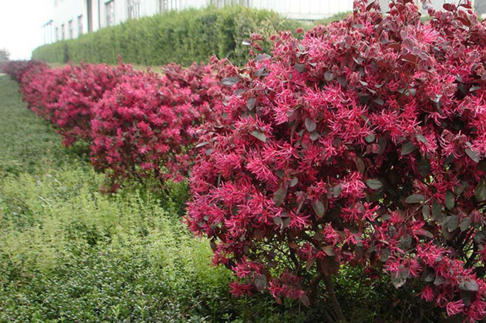 
                  
                    Loropetalum ‘black pearl’®
                  
                